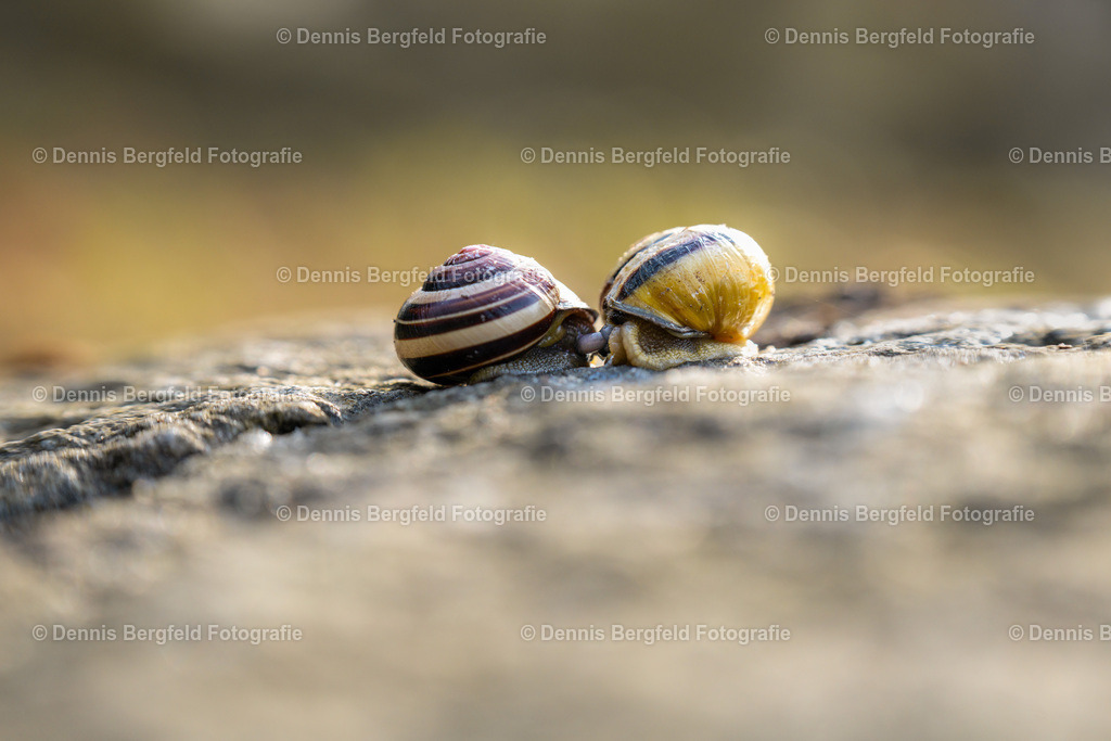 Schnecken 2 | Entdecken Sie Natur, Makro und Tierfotografie von Dennis Bergfeld.Besondere Momente und Details der Natur, hochwertig als Foto und Wandbild erhältlich. - Realisiert mit Pictrs.com