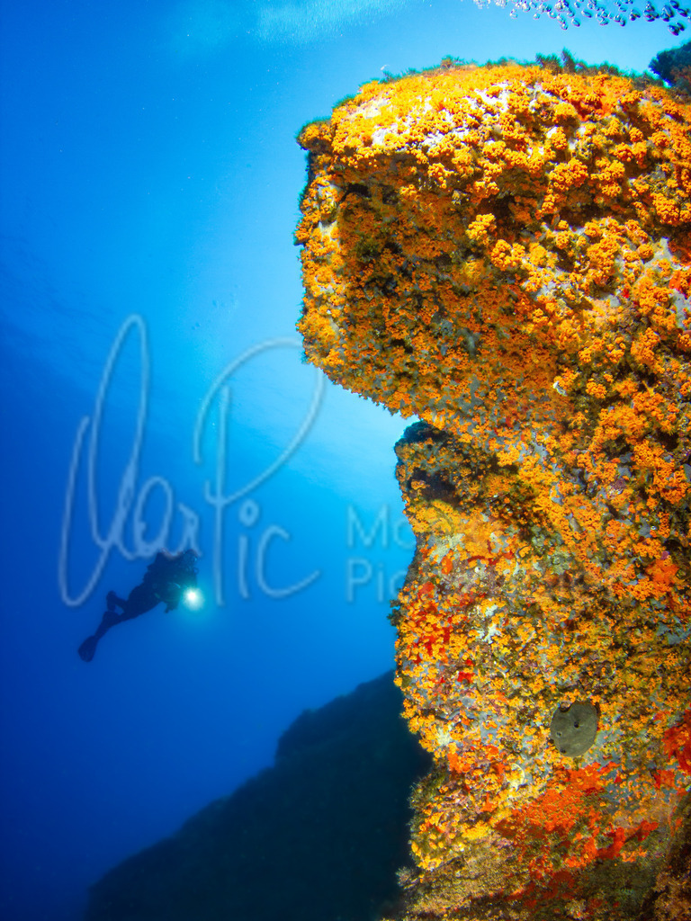 Parazoanthus axinellae | Krustenanemone / Cast: Anémona incrustante amarilla; Eng: Yelow incrusting sea anemone   ***   Cala Nova Tamariu Canyons, Model: Thomas Pichlmaier, Tom - Realisiert mit Pictrs.com