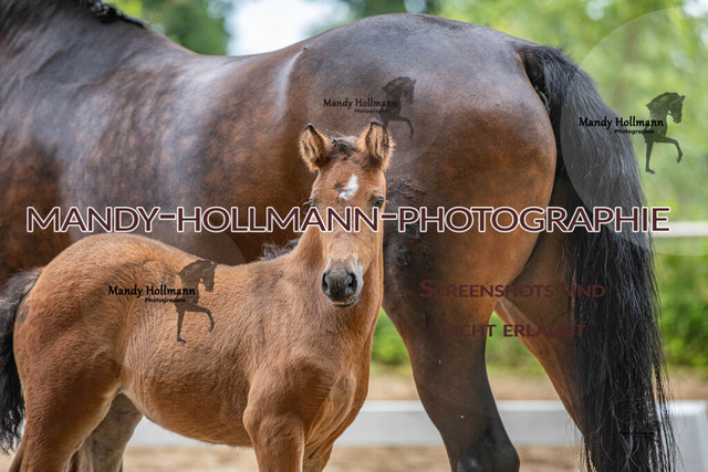 IMG_7622 | mandyhollmannphotographie