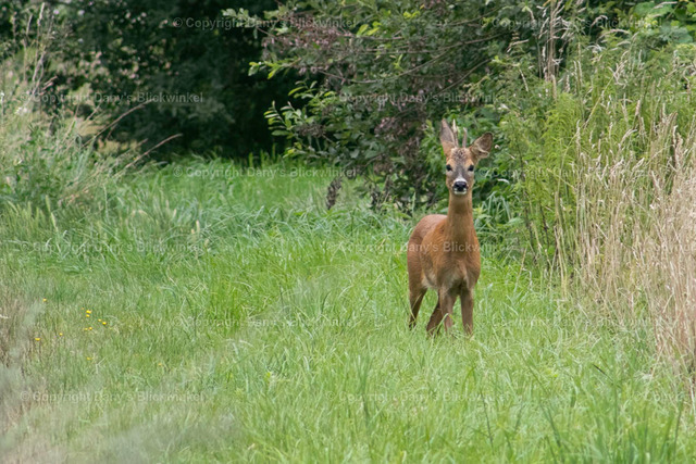 201711 | Tierfotografie, Tierkalender, Tierbilder, Insekten, Spinnen, Vögel, Schmetterling, Libellen, Leinwand, Colorkey, Qualität, Geschenkartikel, Geschenk - Realisiert mit Pictrs.com