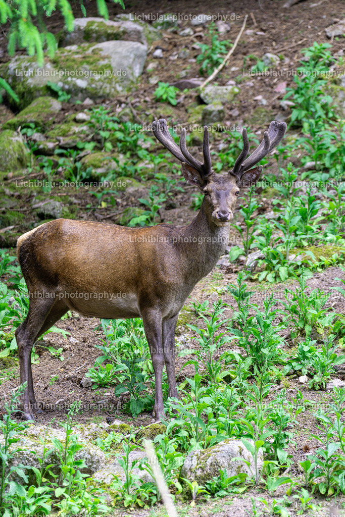 Rotwild / Hirsch | Der Rothirsch (Cervus elaphus) ist eine Art der Echten Hirsche. In der Jägersprache spricht man bei der Bezeichnung von mehreren Tieren vom Rotwild. Wie bei den meisten anderen Vertretern der Hirsche bildet nur das männliche Tier jährlich ein Geweih aus. Im mitteleuropäischen Raum ist der Rothirsch eines der größten freilebenden Wildtiere und kommt hier fast nur noch in Waldbiotopen vor. Ursprünglich war er Bewohner offener und halboffener Landschaften. - Realisiert mit Pictrs.com