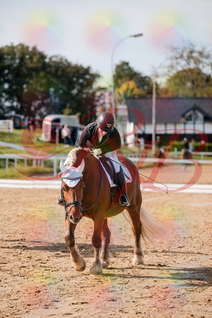 2026_10_03_Siefer-Hof_130543_Z63_69479203 | Professionelle Reitsport-, Turnier- und Eventfotografie von Robert Broda. Galerien mit ausgewählten und bearbeiteten Bildern direkt online ansehen und bestellen.
