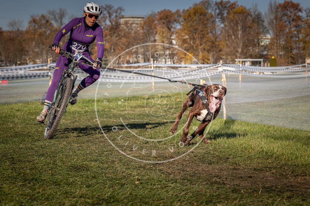 CaniXpix_0L8A5098 | Hundefotografie, Tierfotograf, Pfotenfotografie, Fotoshooting Hund, Hunde Portrait, Hundesport, Hundeportraits, Heideshooting, Hunde, Sportfotograf, Hundefotograf, Turnierhundsport, THS,  - Realisiert mit Pictrs.com