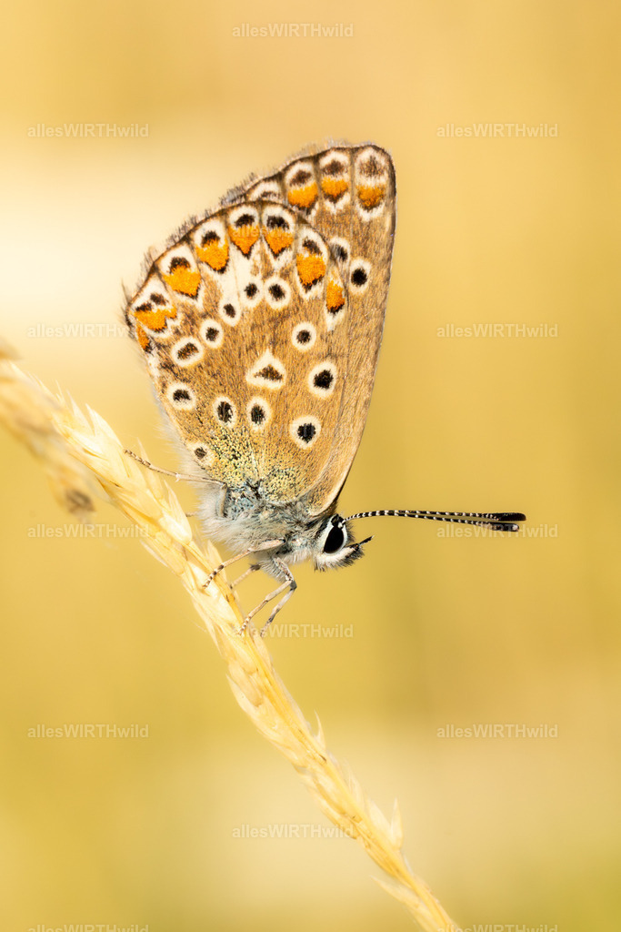 FAY00181 | Entdecke die faszinierende Welt der Natur- und Wildlife-Fotografie von Daniel und Bärbel. Inspirierende Bilder von wilden Tieren und kleinen Naturwundern.