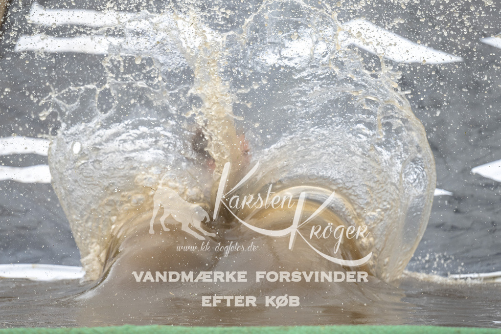 1614_ZZ92891 | kk-dogfotos