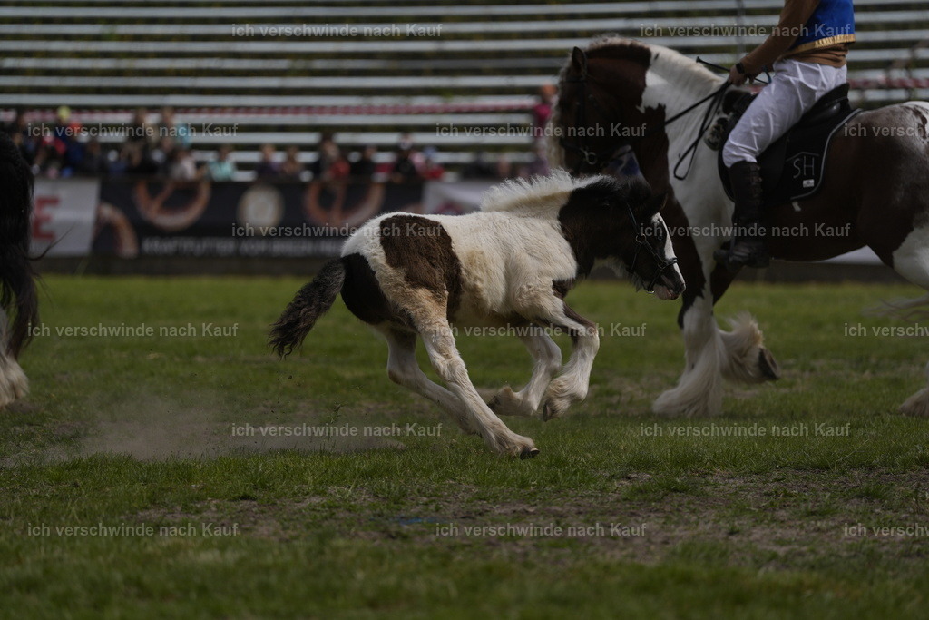 PI26_Show_BTS_StoibphotographyPI26_Show_BTS_Stoibph_DSC0915.JPG.JPG | working equitationturnier fotograf videograf stoibphotography marixx film working equitation deutschland reitsport turnierfotografie eventfotografie equestrian events