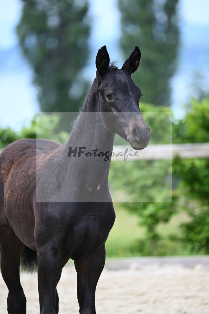 Agamamdon XX x Conthargos_HF_Lehmann_19240087 | hf-fotografie - Realisiert mit Pictrs.com