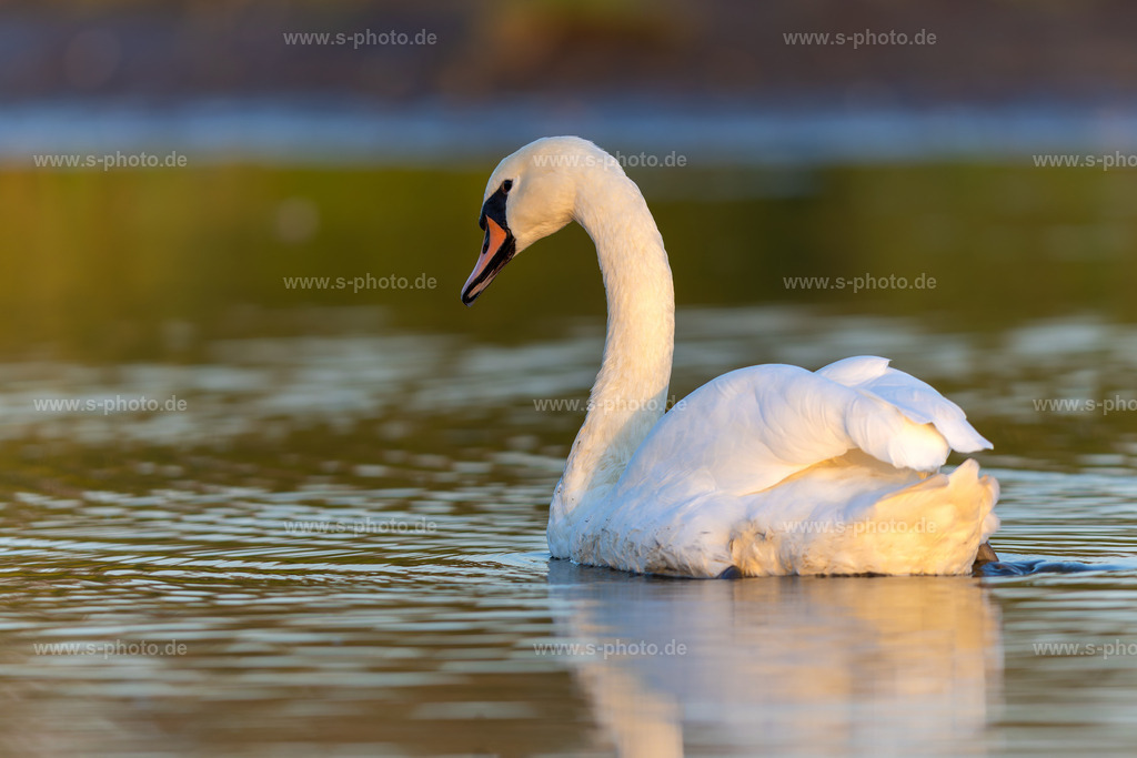 Schwan im Abendlicht | Schönes Schwanenbild in toller Lichtstimmung - Realisiert mit Pictrs.com