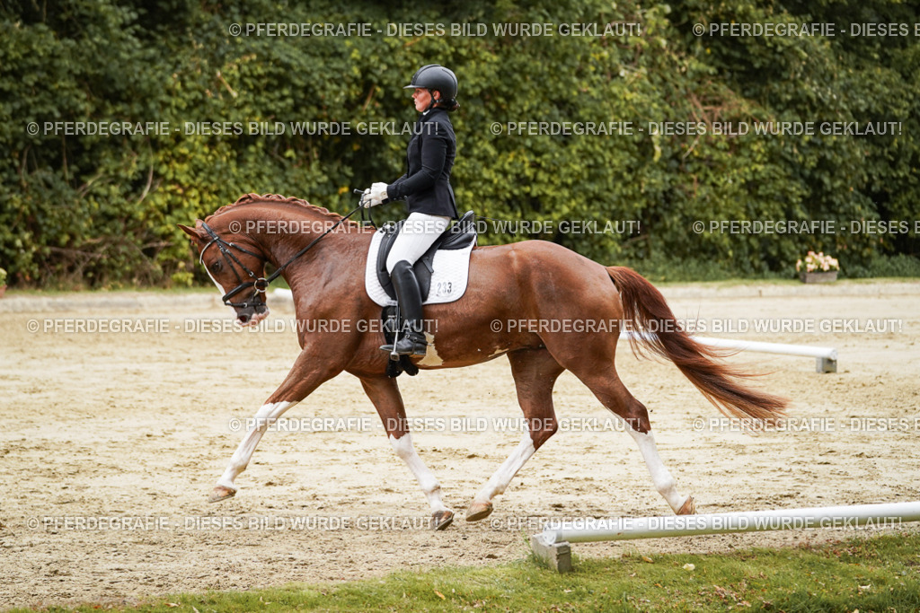 DSC00316 | Pferdegrafie