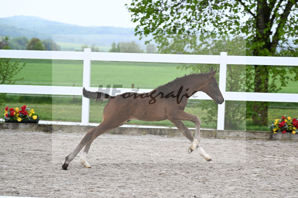 Kat-Nr. 31 HF St. Noble x Sezuan_Fetzer_23261214 | hf-fotografie - Realisiert mit Pictrs.com
