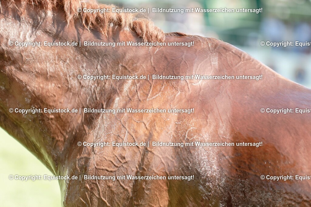 20230527_27_CCI4_Gelände_0192 | equistock