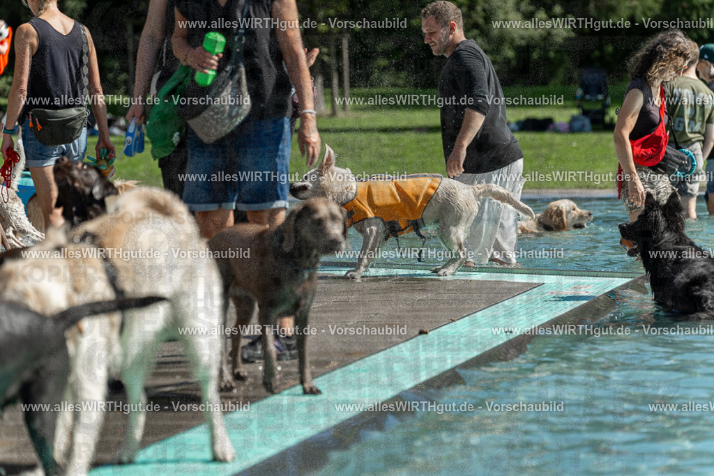 Hundeschwimmen_Volksbad_2026-allesWIRTHgut_Tierfotografie-2609061339-7R500863 | Professionelle Tierfotografie in Mönchengladbach von Daniel Wirth (allesWIRTHgut). Liebevolle & natürliche Bilder von Hunden & Katzen für unvergessliche Erinnerungen.