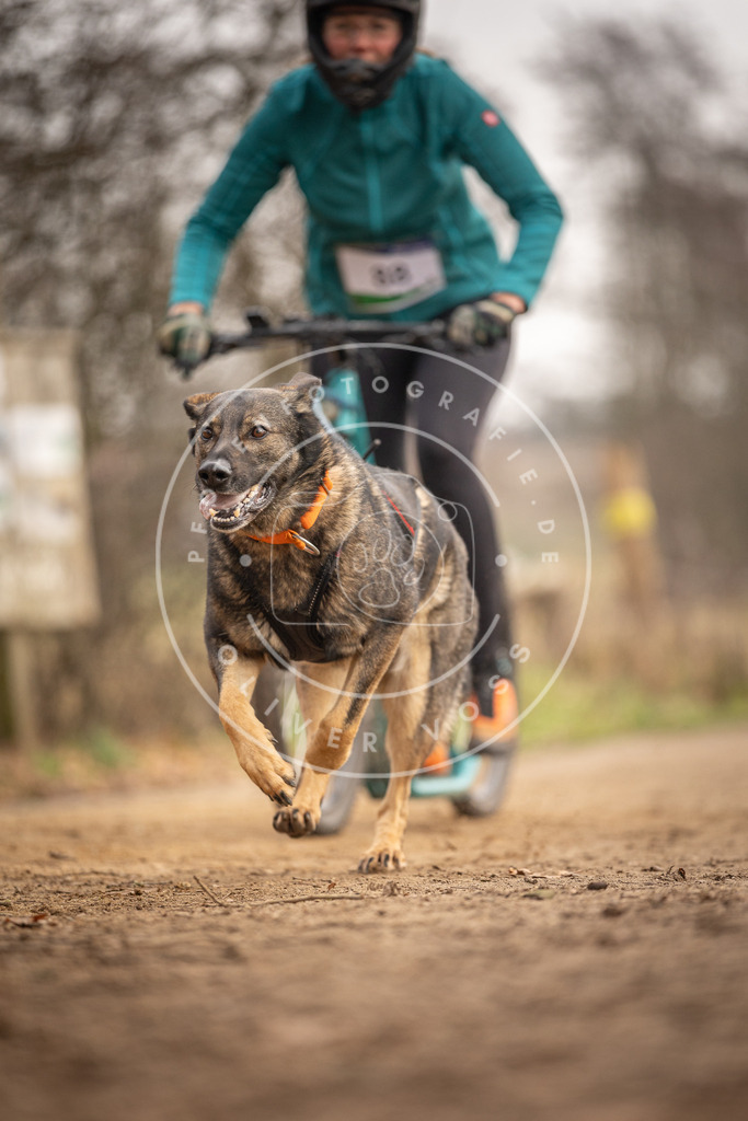 Pfotenfotografie_DV3A4179 | Hundefotografie, Tierfotograf, Pfotenfotografie, Fotoshooting Hund, Hunde Portrait, Hundesport, Hundeportraits, Heideshooting, Hunde, Sportfotograf, Hundefotograf, Turnierhundsport, THS,  - Realisiert mit Pictrs.com