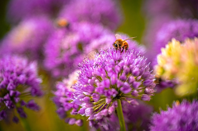 MBF_1683 | Biene (Apis Mellifera) ruht auf lila Blüte vom Zierschnittlauch (Allium schoenoprasum), in entspannter Naturszene, Jena, Thüringen, Deutschland - Realisiert mit Pictrs.com