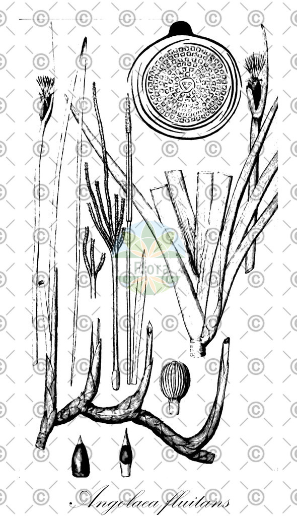 HistAbb_wfo-0000536542_67_ENZY_Simple | Historische Abbildung von Angolaea fluitans - Podostemaceae | Historical Illustration of Angolaea fluitans - Podostemaceae