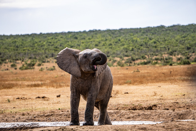 Baby Elefant im Addo Elephant Park_ Südafrika | Atemberaubende Reisefotografie gepaart mit modernen Inspirationen für persönliche Perspektivwechsel. Für alle Reisenden mit Drang nach Abenteuer und Freiheit. Ideal als Geschenkidee - Realisiert mit Pictrs.com