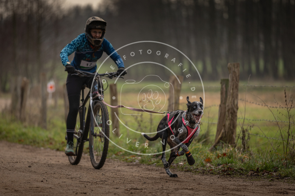 Pfotenfotografie_DV3A1902 | Hundefotografie, Tierfotograf, Pfotenfotografie, Fotoshooting Hund, Hunde Portrait, Hundesport, Hundeportraits, Heideshooting, Hunde, Sportfotograf, Hundefotograf, Turnierhundsport, THS,  - Realisiert mit Pictrs.com