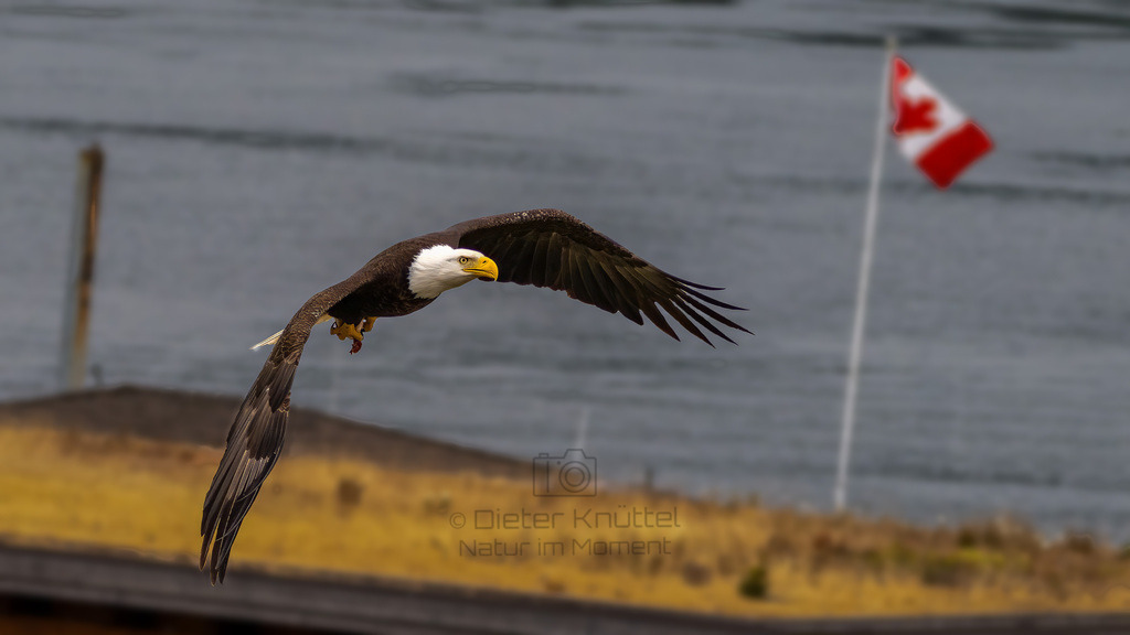 P1628244-Bearbeitet-2023-LR | Natur im Moment - Realisiert mit Pictrs.com