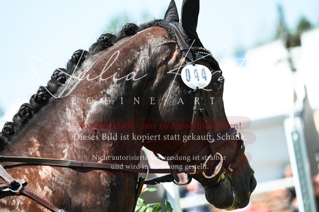 DSC_0432 | Pferde- und Turnierfotografie in Westsachsen. Pferdeportraits, Auftragszeichnungen und intuitive Kunst.
