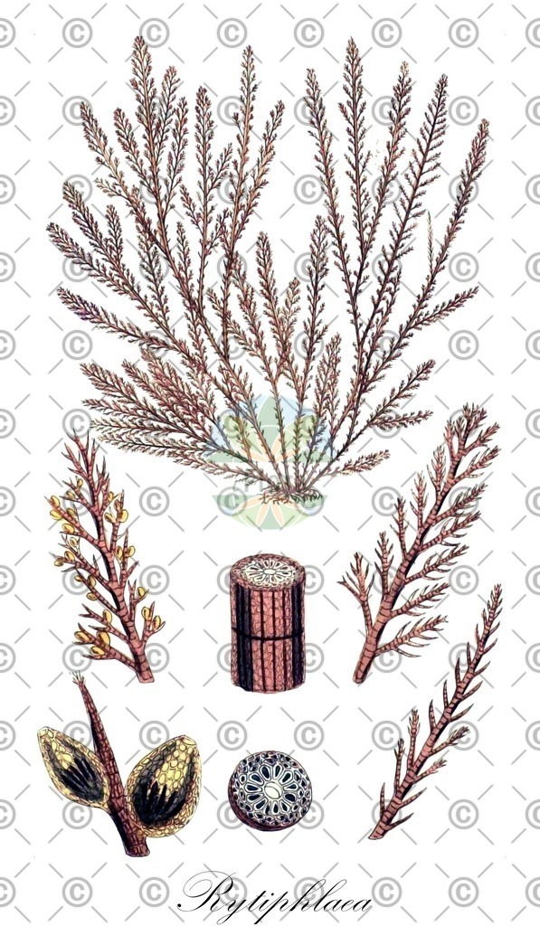 HistAbb_wfo-0000299302_2_ENZY_Simple | Historische Abbildung von Rytiphlaea - Rhodomelaceae (0) | Historical Illustration of Rytiphlaea - Rhodomelaceae (0)