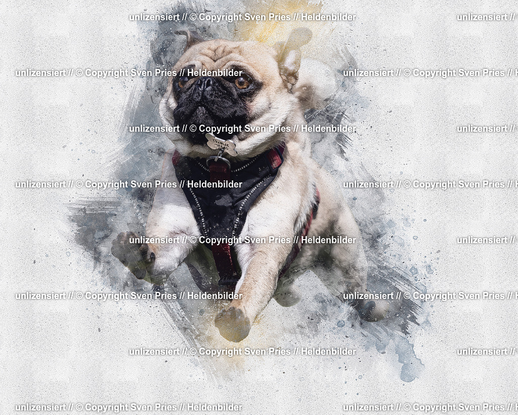 Hunderennen_Baden-Baden_01 | Heldenbilder - Realisiert mit Pictrs.com