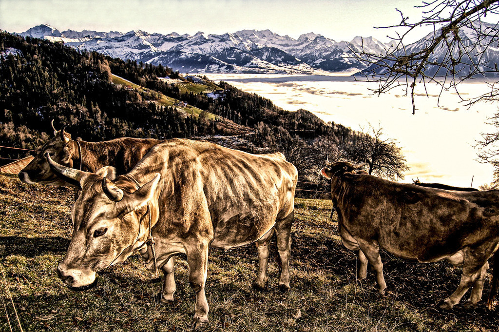 Kühe über dem Nebelmeer | Kühe in Heiligenschwendi; eine scheint die Aussicht über das Nebelmeer und zu den Berner Alpen zu geniessen.
http://art.hess.photography/60-kuehe-ueber-dem-nebelmeer.html
-----------------------------------------------
Cows in Heiligenschwendi; one seems to enjoy the view over the sea of fog and the Bernese Alps.
-----------------------------------------------
http://art.hess.photography/60-kuehe-ueber-dem-nebelmeer.html - Realisiert mit Pictrs.com