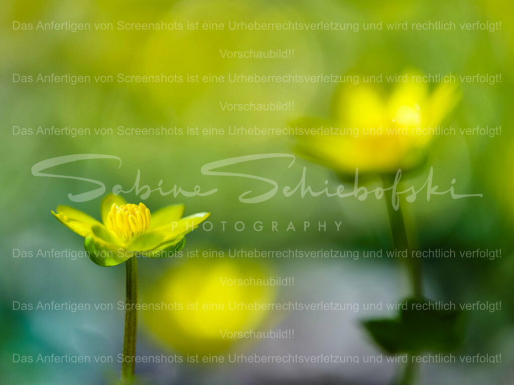 Wandbild Scharbockskraut | People- und Tierfotografie, Imageaufnahmen, Veranstaltungsfotografie und Wandbilder aus der Natur ★ Made in Germany ✔️ Druck + Downloads ✔️ Naturfotografie in Top Qualität ★ schneller Versand, weltweite Lieferung! - Realisiert mit Pictrs.com