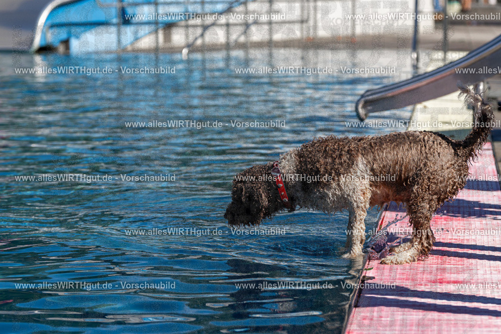Hundeschwimmen_Volksbad_2026-allesWIRTHgut_Tierfotografie-2609061144-FAY06309 | Professionelle Tierfotografie in Mönchengladbach von Daniel Wirth (allesWIRTHgut). Liebevolle & natürliche Bilder von Hunden & Katzen für unvergessliche Erinnerungen.