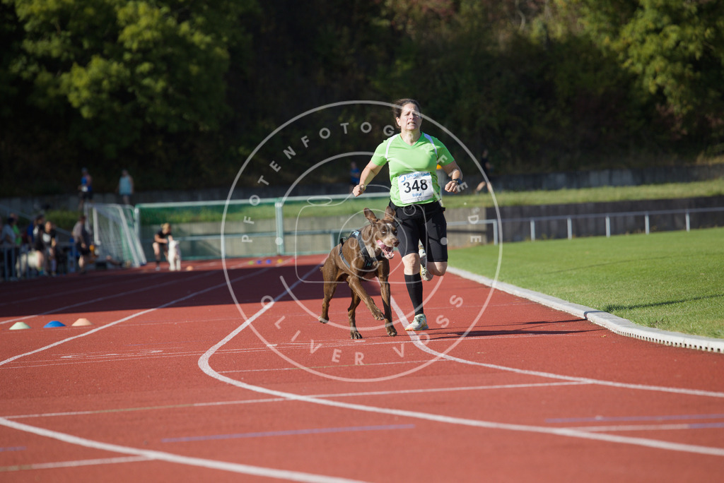 0L8A9319 | Hundefotografie, Tierfotograf, Pfotenfotografie, Fotoshooting Hund, Hunde Portrait, Hundesport, Hundeportraits, Heideshooting, Hunde, Sportfotograf, Hundefotograf, Turnierhundsport, THS,  - Realisiert mit Pictrs.com