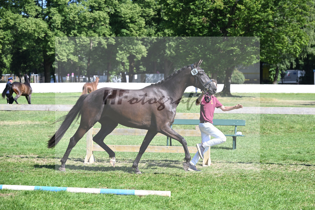 Kat-Nr. 58 Gacia Zackordonna v. Zackorado_Boensch_19251190 | hf-fotografie - Realisiert mit Pictrs.com