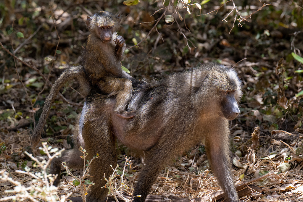 Lake Manyara Nationalpark - 27. September 2022 | Paviane im Lake Manyara Nationalpark.
Bild: Sportfotografie Markus Aeschimann | www.markus-aeschimann.ch - Realisiert mit Pictrs.com