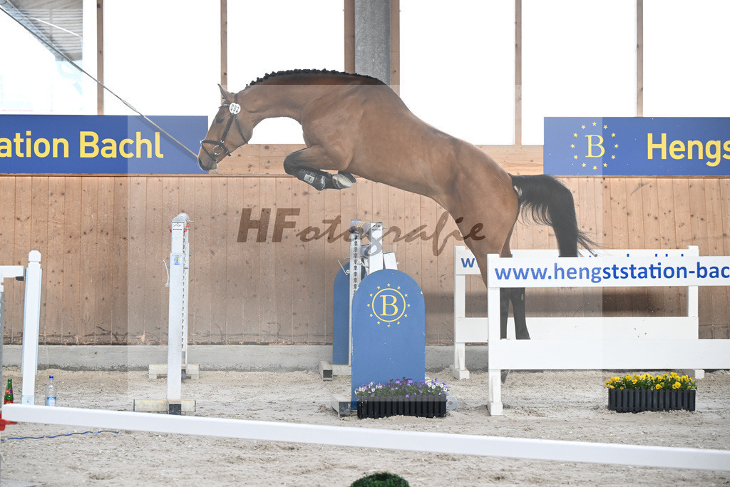 Kat-Nr. 92 C-Simba v. Camargo_Juenger GbR_5250603 | hf-fotografie - Realisiert mit Pictrs.com