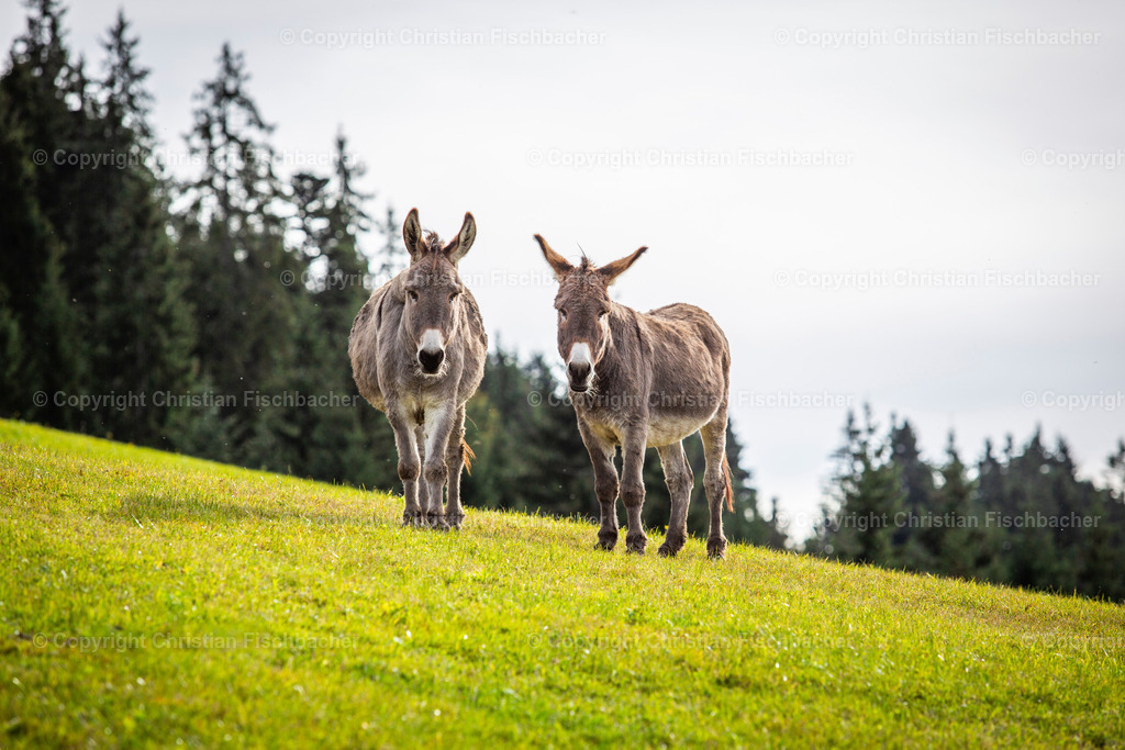 Fotos_Copyright_Chri_Fischbacher_Druck-149 | Bildershop Chri Fischbacher - Realisiert mit Pictrs.com