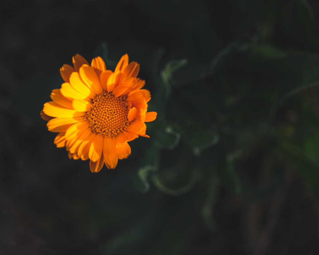 _DSC1673 | renerovisanfotoart.com