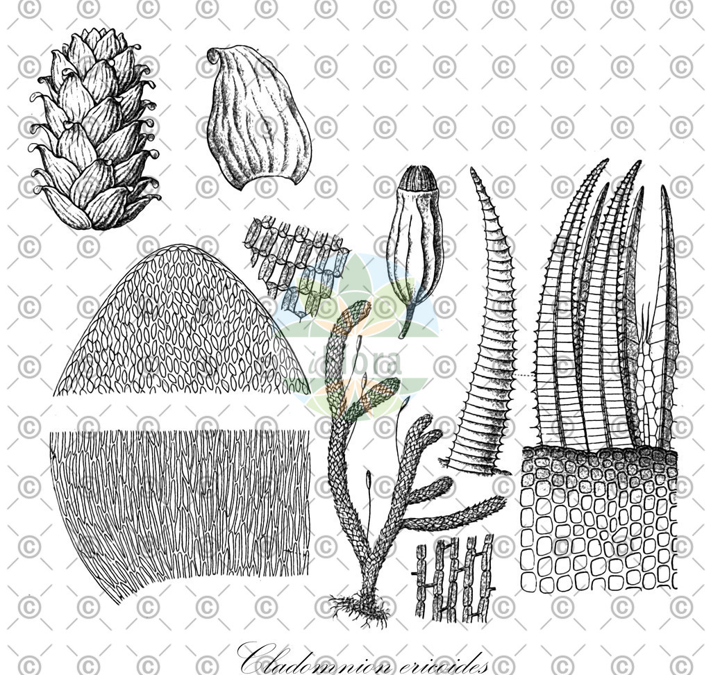 HistAbb_wfo-0001180589_1_ENZY_Simple | Historische Abbildung von Cladomnion ericoides - Ptychomniaceae | Historical Illustration of Cladomnion ericoides - Ptychomniaceae