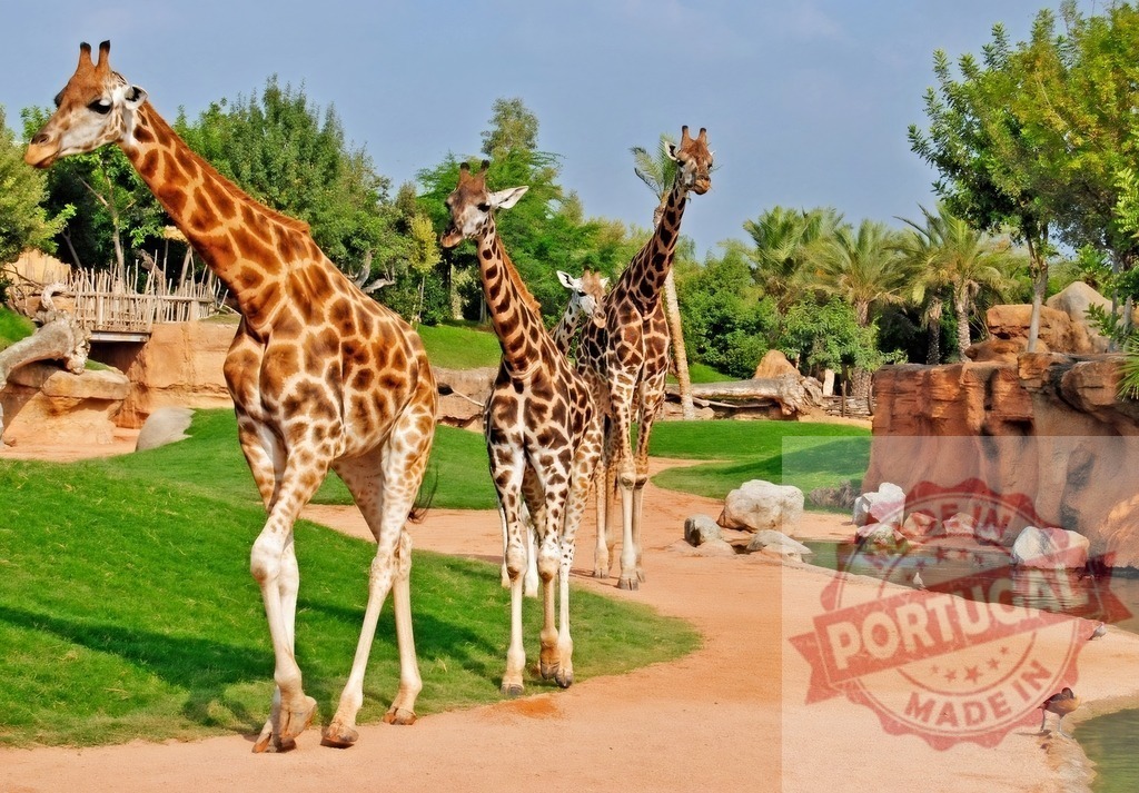 Giraffes walking by water in safari park | Group of giraffes walking near a waterhole in a themed safari park setting - Realisiert mit Pictrs.com