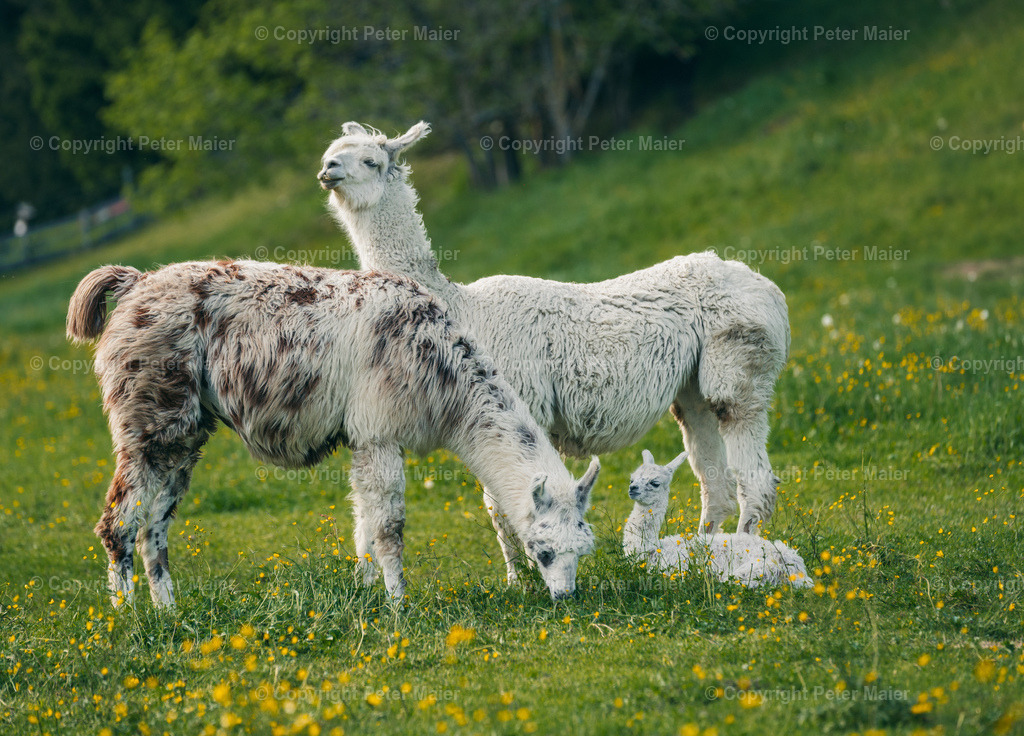 Mallnitz_24-163 | piet_flosse