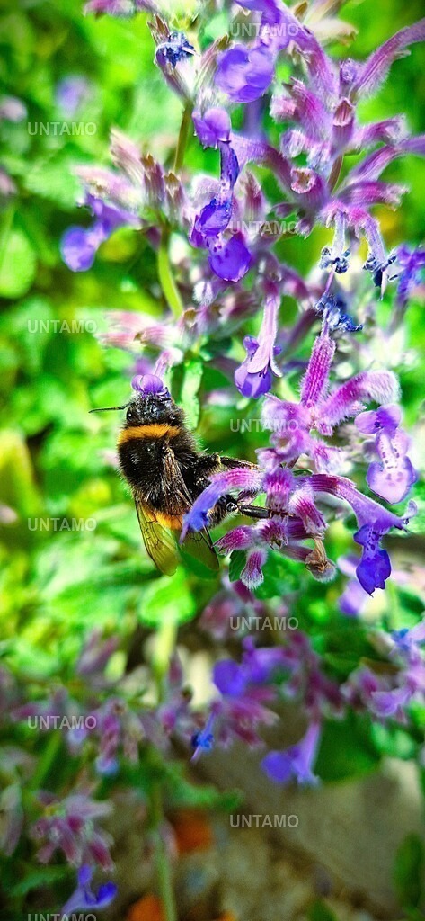 Biene in Blüte farbe 2.0 | untamo - Realisiert mit Pictrs.com