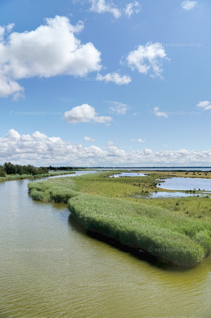 Ufersaum am Prerower Strom | Eine weitgehend sich selbst überlassene Boddenlandschaft ist der Mündungsbereich des Prerower Stroms im Bodstedter Bodden. 