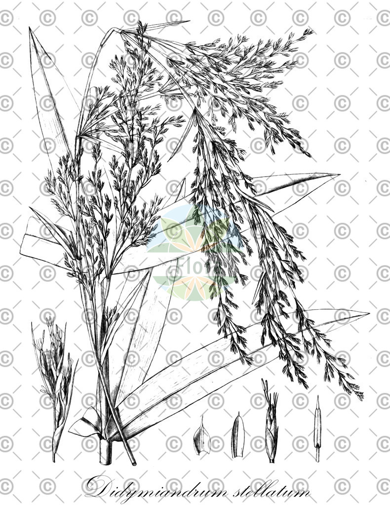 HistAbb_wfo-0001108279_1_ENZY_Simple | Historische Abbildung von Didymiandrum stellatum - Cyperaceae | Historical Illustration of Didymiandrum stellatum - Cyperaceae