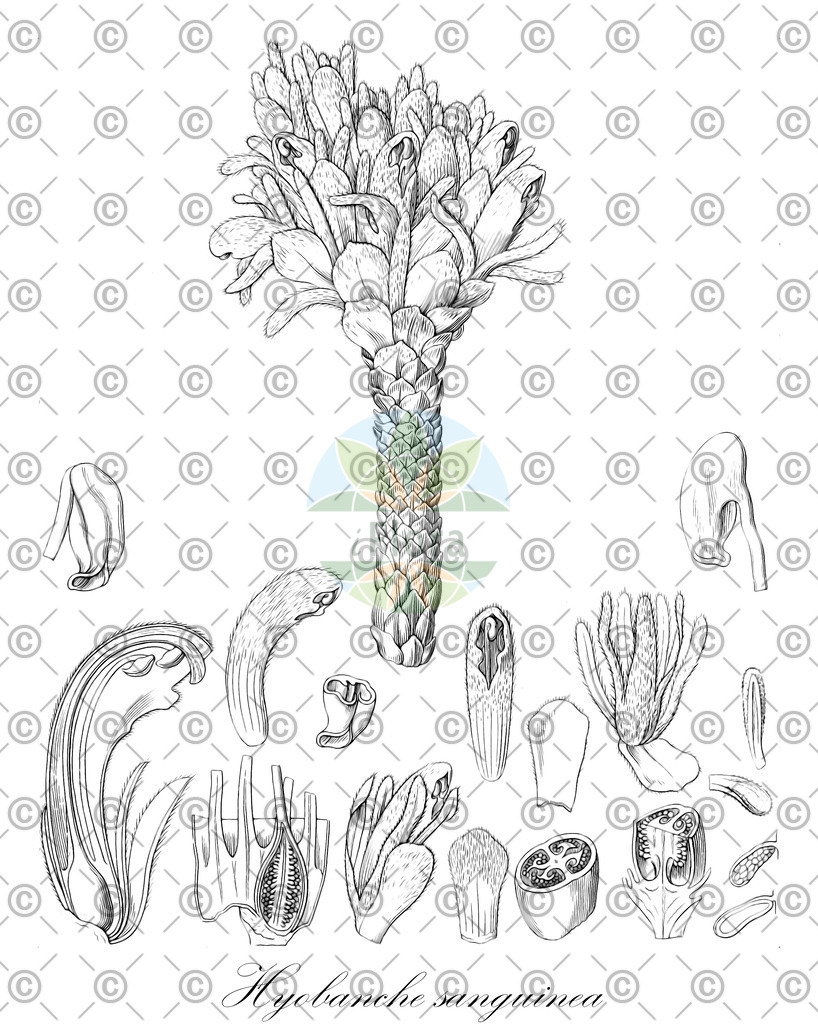 HistAbb_wfo-0001184565_2_ENZY_Simple | Historische Abbildung von Hyobanche sanguinea - Orobanchaceae | Historical Illustration of Hyobanche sanguinea - Orobanchaceae