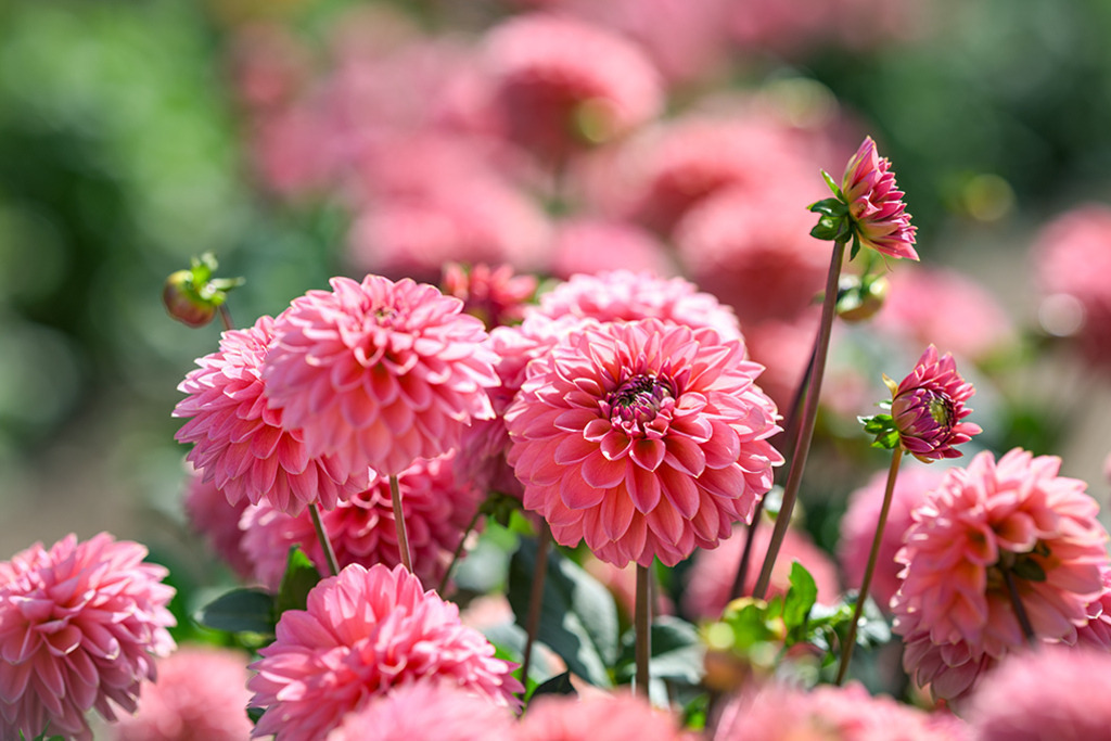Schmuck Dahlie Roza Pantera | Betörend schön leuchten die rosa Blüten der Schmuck Dahlie „Roza Pantera“, die wie zarte, farbige Wolken in den Hintergrund übergehen. — Original-Größe des Bildes: 8100 x 5400 px. - Realisiert mit Pictrs.com