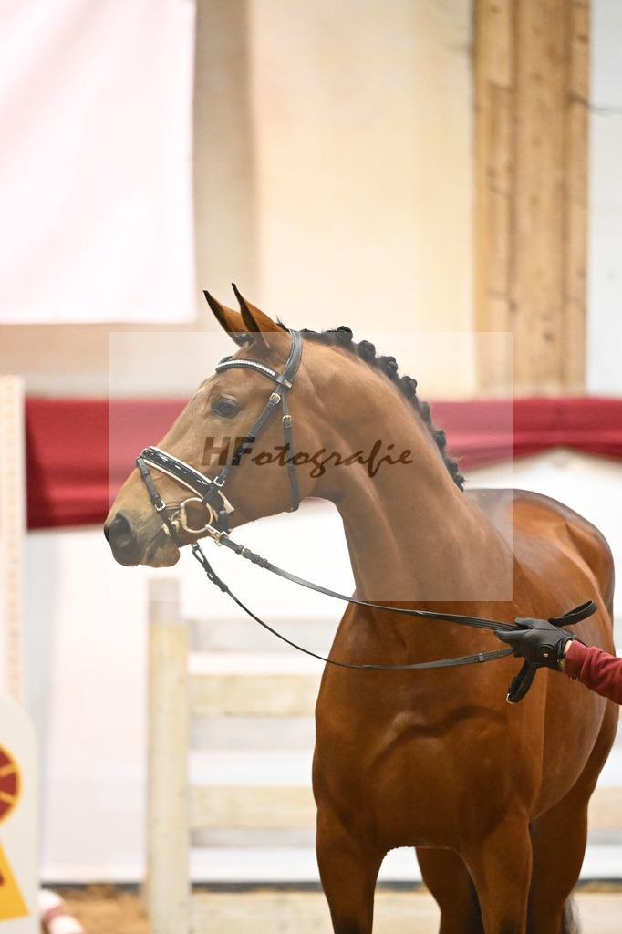 Kat-Nr. 64 Emerald v h Ruytershof x Ludwig von Bayern_Berger_43231222 | hf-fotografie - Realisiert mit Pictrs.com