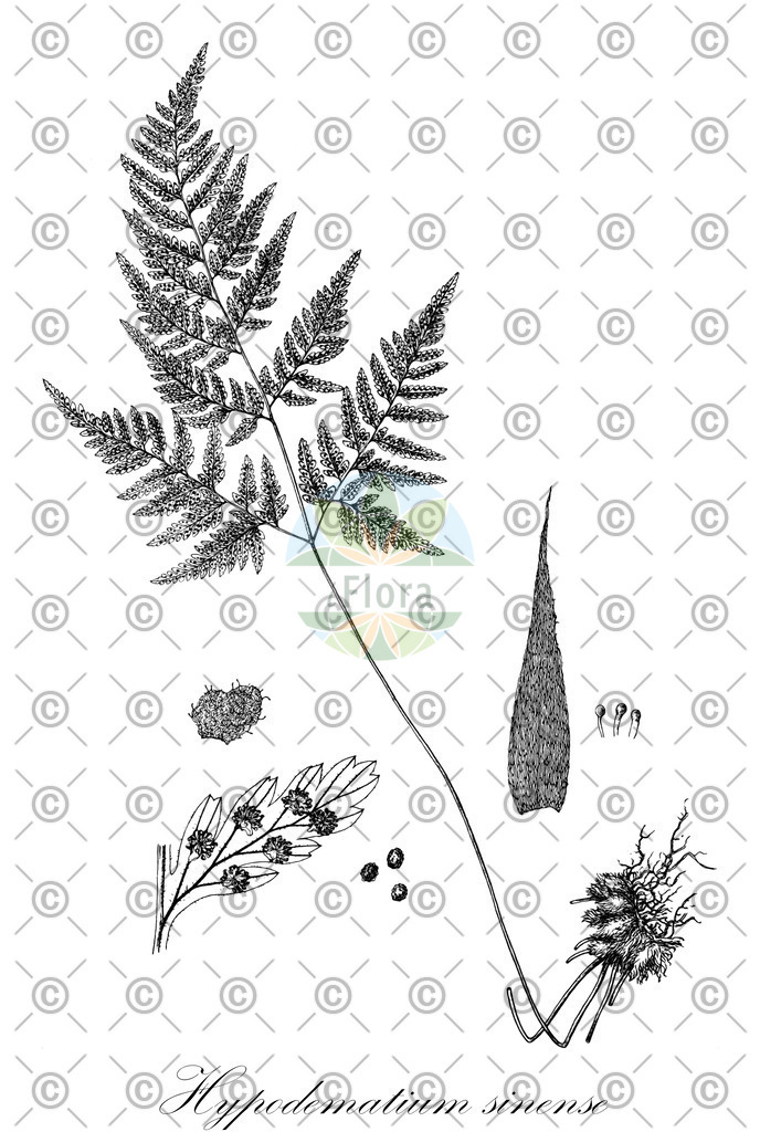 HistAbb_wfo-0001109146_3_ENZY_Simple | Historische Abbildung von Hypodematium sinense - Hypodematiaceae | Historical Illustration of Hypodematium sinense - Hypodematiaceae