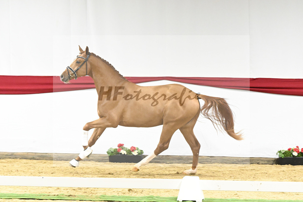 Kat-Nr. 14 v. Escamillo_Rhenania Pferde_63220231 | hf-fotografie - Realizzato con Pictrs.com