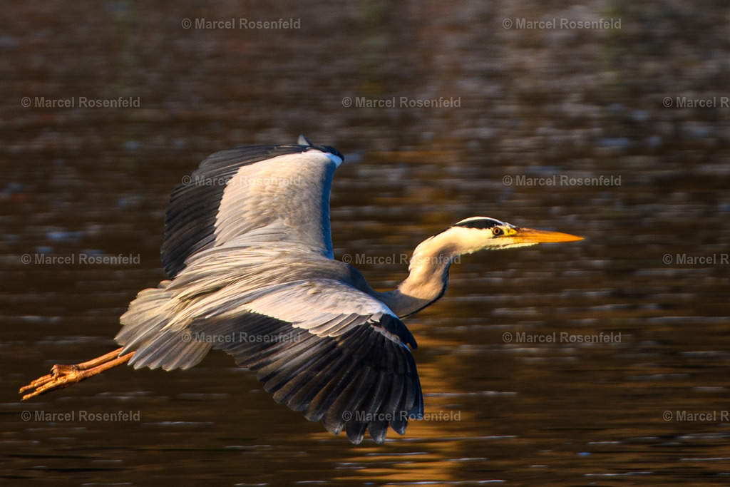 _DSC4304 | foto-rosenfeld