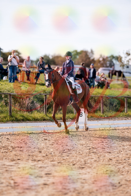 2026_10_03_Siefer-Hof_133126_Z81_85300671 | Professionelle Reitsport-, Turnier- und Eventfotografie von Robert Broda. Galerien mit ausgewählten und bearbeiteten Bildern direkt online ansehen und bestellen.