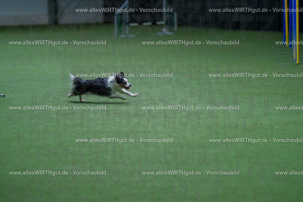 @allesWIRTHgut_Tierfotografie - www.allesWIRTHgut.de - 2604251125-7R500477 | Professionelle Tierfotografie in Mönchengladbach von Daniel Wirth (allesWIRTHgut). Liebevolle & natürliche Bilder von Hunden & Katzen für unvergessliche Erinnerungen.