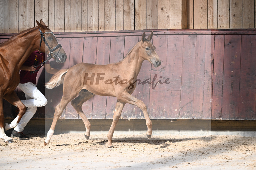 Kat-Nr. 17 Endorphin x Fuerst Piccolo_HF_Rietzler_25250145 | hf-fotografie - Realisiert mit Pictrs.com