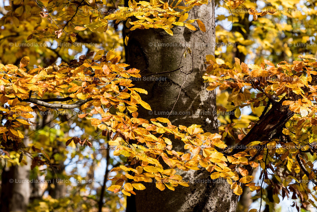 10049-4556 - Landschaftspark Degenershausen | Stockfoto und Bilderpool mit Bildmaterial aus Deutschland, dem Harz, Halberstadt, Quedlinburg, Wernigerode und weltweit. Qualitativ hochwertige und professionelle Fotos anschauen und kaufen. - Realisiert mit Pictrs.com